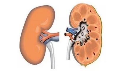 FDA批准Keytruda（pembrolizumab）与Inlyta（阿西替尼） 联合用于晚期肾细胞癌（RCC）患者的一线治疗