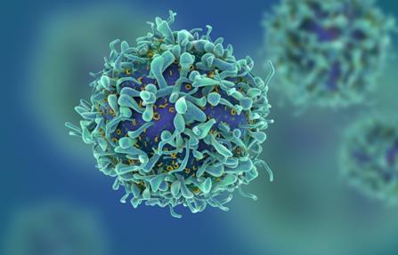 VISTA分子可使免疫系统专心对抗癌症