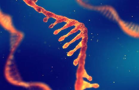 科学家发现影响皮肤癌进展的RNA