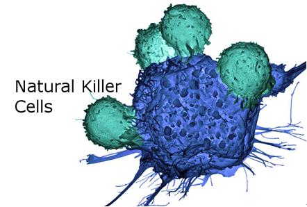 CD19 CAR NK细胞疗法在白血病和淋巴瘤患者中达到73％的缓解率