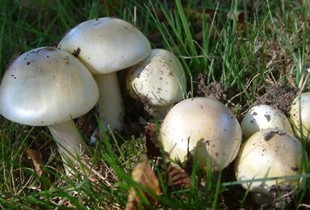 合成蘑菇毒素可能是癌症治疗的新方法