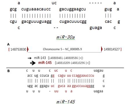 MicroRNA在驱动癌症中显示出意外的功能