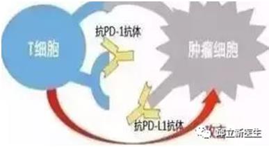 PD-1/PD-L1大不同，今日带你了解不一样的PD-L1