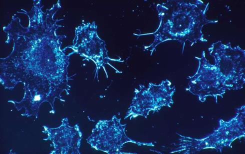免疫细胞将可能远程攻击打击癌细胞