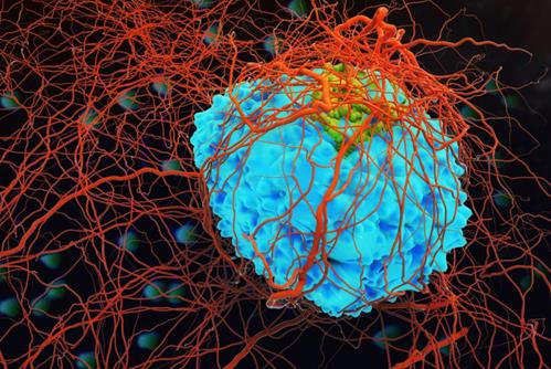 研究发现新型免疫抑制剂将可能成为癌症治疗新手段