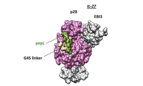 科学家利用某种蛋白质有效阻止肿瘤生长