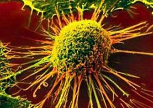 CD40：切换自身免疫药转化为抗癌药的“开关”
