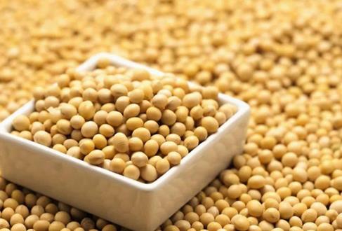 研究人员使用大豆改善骨癌的治疗