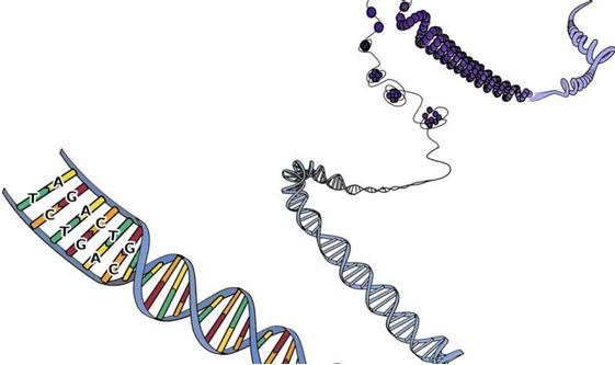 人类细胞中DNA调控复合物的新3-D模型为癌症研究提供了重要线索