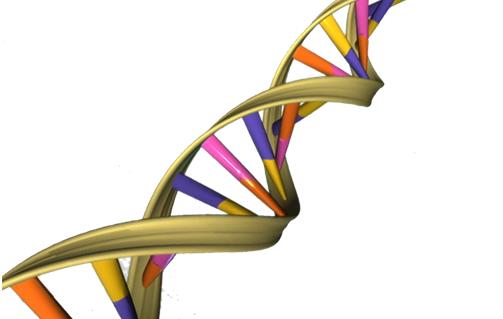 基因组学者发现激活人体免疫反应消灭癌症的新方法