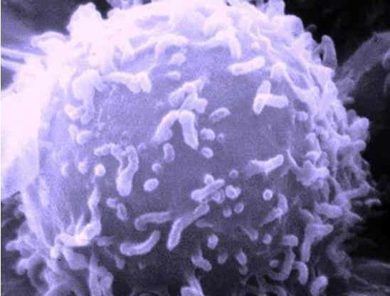 胰腺癌细胞通过神经信号避免饥饿