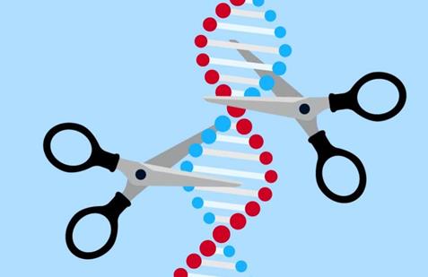 DNA“剪刀”能有效阻止肿瘤细胞进行复制