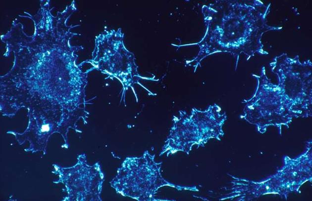 癌症治疗具有增强人体免疫反应的潜在能力